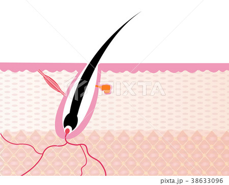 毛内部構造図 38633096