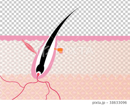 毛内部構造図 38633096