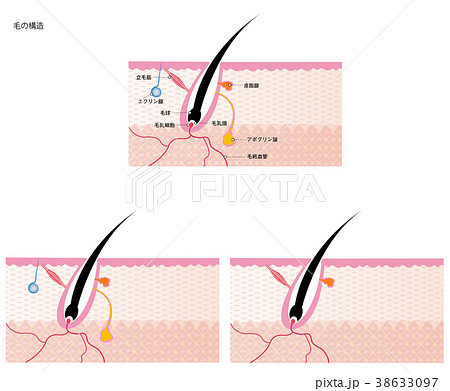 毛内部構造図のイラスト素材