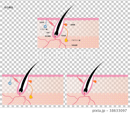 頭髮內部結構圖 38633097