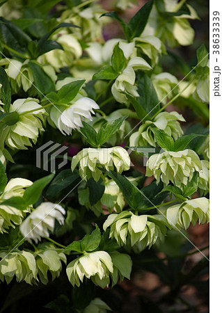 クリスマスローズ クリスマスローズ 38633339