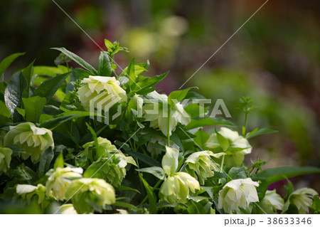 クリスマスローズ 38633346