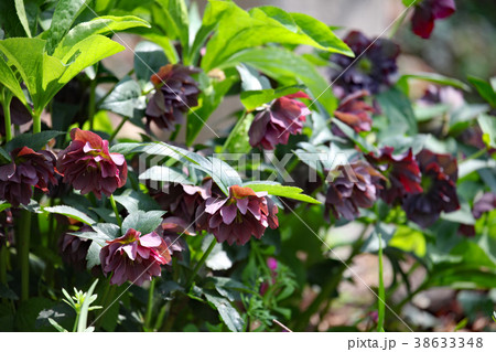 クリスマスローズ クリスマスローズ 38633348