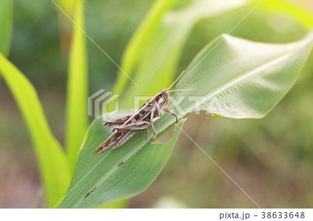 Grasshopper eating corn in garden Grasshopper eating corn in garden 38633648