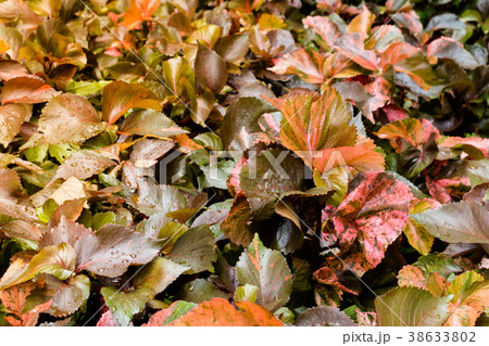 Top red leaves with blurred background 38633802