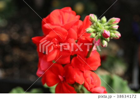 ゾナルゼラニウム 38634172