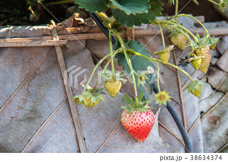 Strawberry tree in the garden Strawberry tree in the garden 38634374