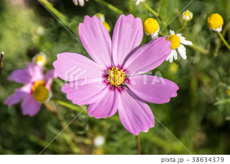 Pink Cosmos flower blooming in the garden 38634379