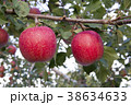 りんご樹生り 38634633