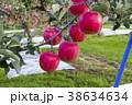 りんご樹生り 38634634