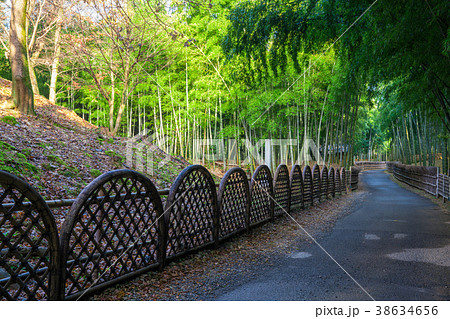 京都府向日市　竹の径　 38634656
