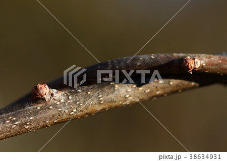 自然　植物　ツルウメモドキ、冬芽と葉痕。ツルの表面を割るように冬芽が顔を出しています 38634931