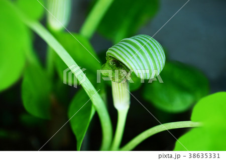 ムサシアブミ 緑色の花 ムサシアブミ 緑色の花 38635331