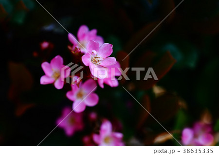 ベニバナシャリンバイの花 ベニバナシャリンバイの花 38635335