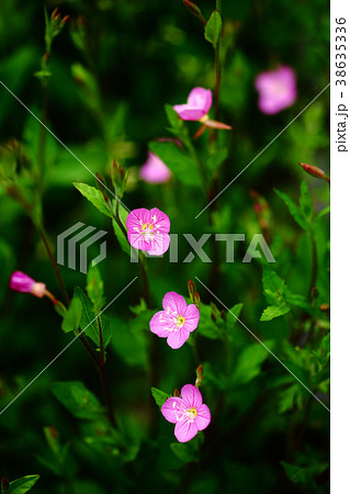 アカバナユウゲショウの花 38635336