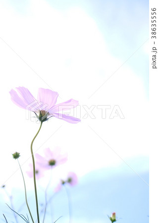 コスモス コスモス 38635556