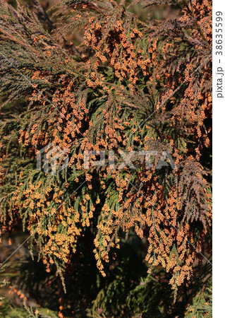スギ花粉 花粉症 スギ花粉 花粉症 38635599