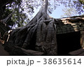 アンコール遺跡　巨木　ガジュマル 38635614