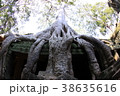 アンコール遺跡　巨木　ガジュマル 38635616
