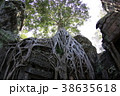 アンコール遺跡　巨木　ガジュマル 38635618