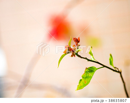 ブーゲンビリア ブーゲンビレア イカダカズラ 38635807