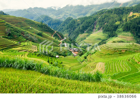Landscape of rice field terraced with dirty road Landscape of rice field terraced with dirty road 38636066
