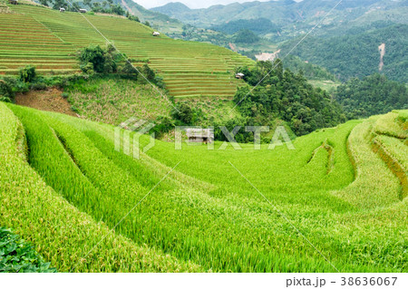 Rice field terraced on hill Rice field terraced on hill 38636067
