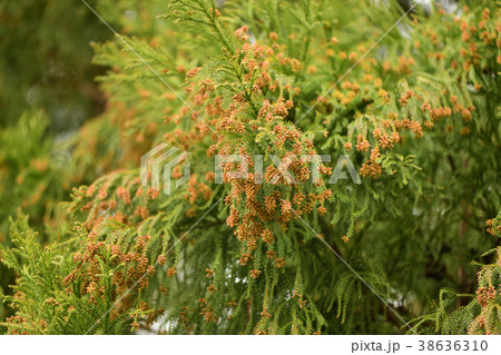 杉の花 杉の花 38636310