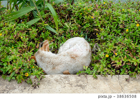 Stray dog sleeping cold in meadow Stray dog sleeping cold in meadow 38636508