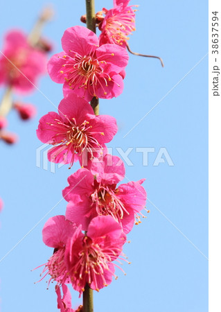 梅花 38637594