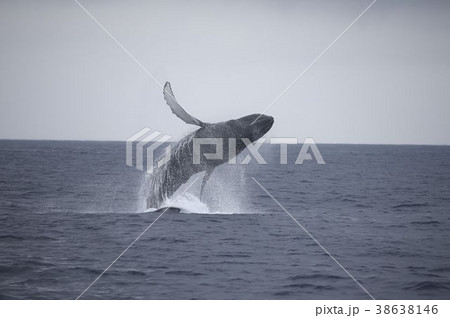 ザトウクジラ ザトウクジラ 38638146