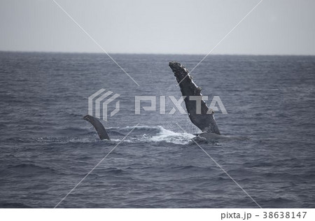 ザトウクジラ ザトウクジラ 38638147