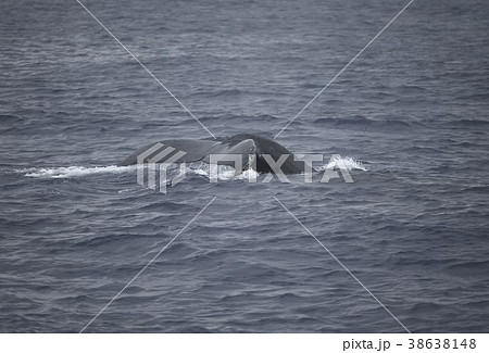 ザトウクジラ 38638148