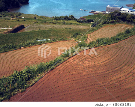 仮屋湾の棚田 38638195