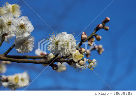 梅の花 梅の花 38639288