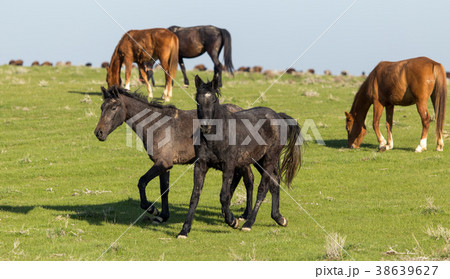 Horses in pasture on nature 38639627