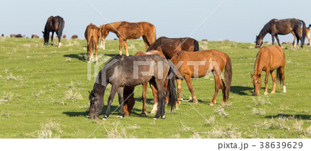 Horses in pasture on nature Horses in pasture on nature 38639629
