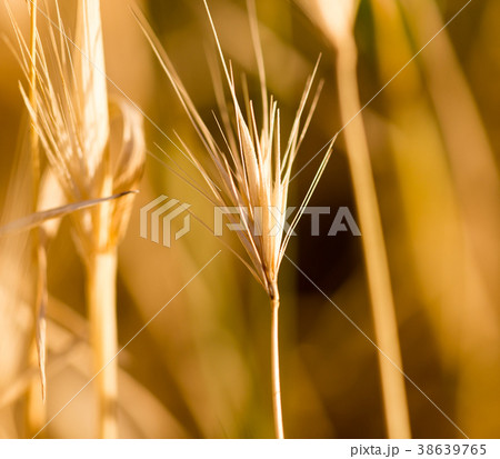Ears of grass on a park 38639765