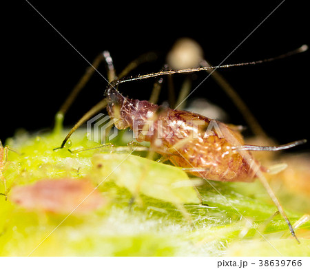 Aphids on a green leaf in nature Aphids on a green leaf in nature 38639766