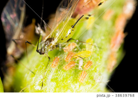 Aphids on a green leaf in nature 38639768