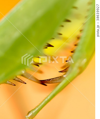 The paw of a green mantis in nature 38639927