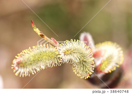 ネコヤナギの花の写真素材