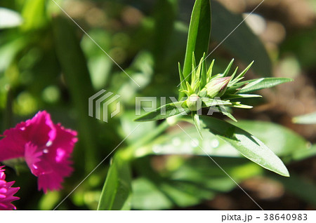 ナデシコ 38640983