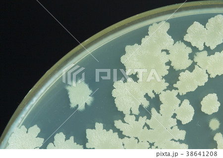 Bacillus sp. on TSA agar plate  38641208