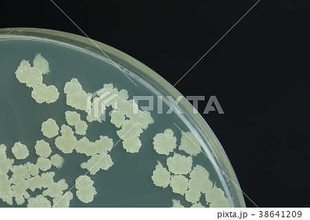 Bacillus sp. on TSA agar plate  38641209