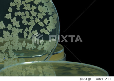 Bacillus sp. on TSA agar plate Bacillus sp. on TSA agar plate 38641211