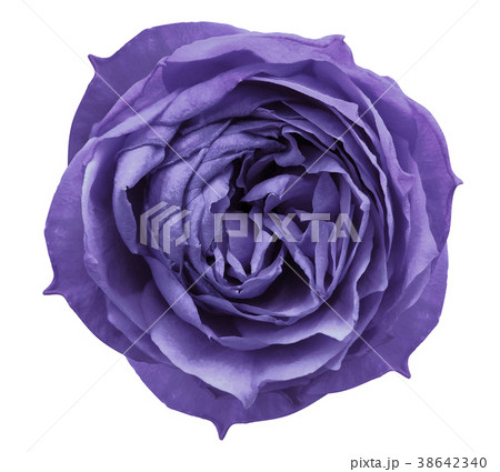 Bright violet rose flower white isolated backgroun Bright violet rose flower white isolated backgroun 38642340