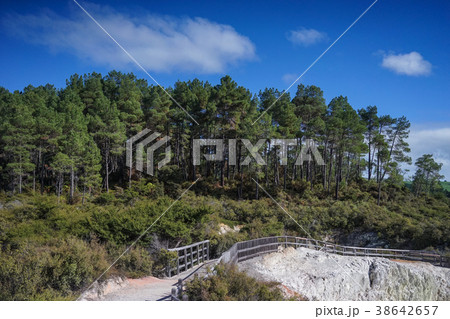 Lady Knox Geyser in New Zealand 38642657