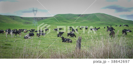 Beautiful landscape of the New Zealand Beautiful landscape of the New Zealand 38642697