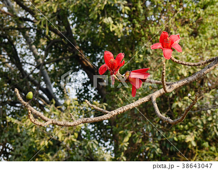 Blossom of the Red Silk Cotton Tree Blossom of the Red Silk Cotton Tree 38643047